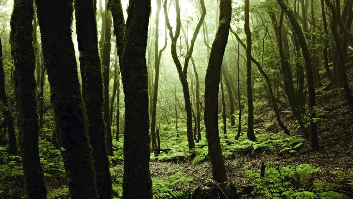 sustainable forest sustainable forest
