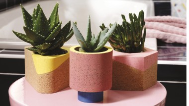 bright coloured pots with succulents