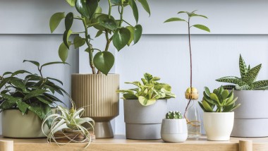 collection of plant pots