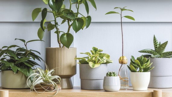 potted plants potted plants
