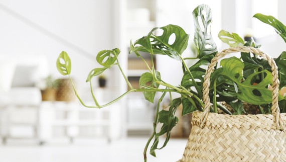 plant in basket