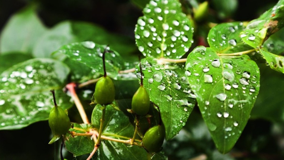 Green Leaves Green Leaves