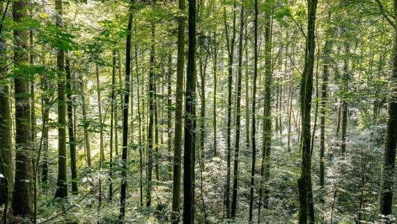 Cleaning with water – how Geberit AquaClean helps to save wood