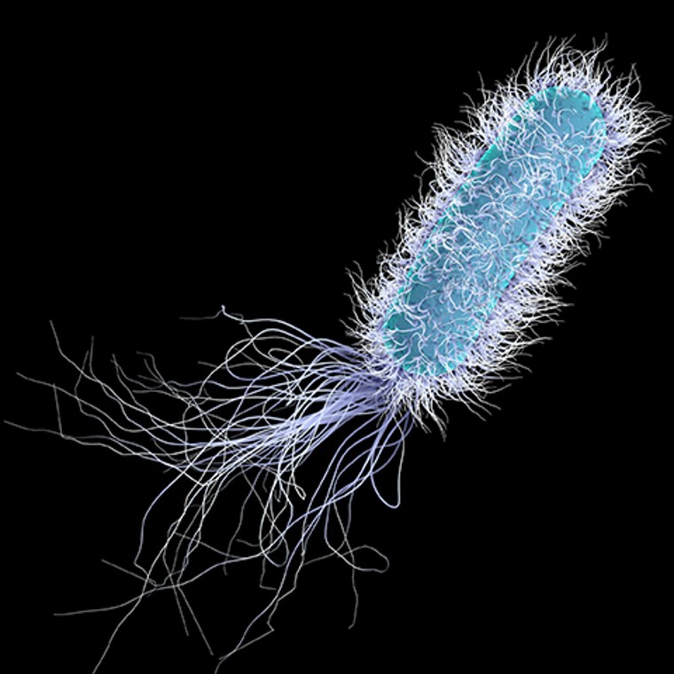 Pseudomonas aeruginosa Pseudomonas aeruginosa