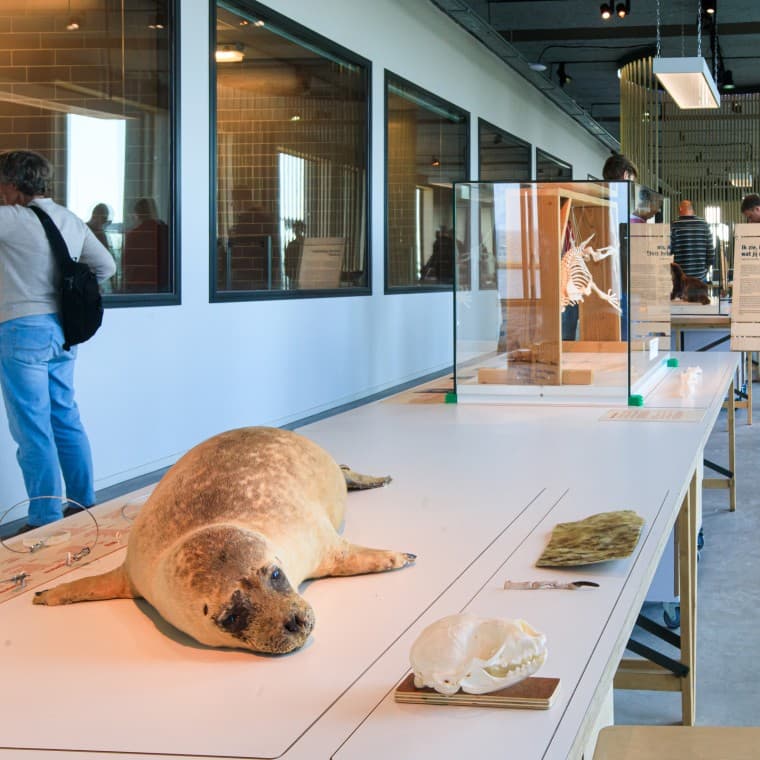 Did you know that the seal is the largest predator in the Netherlands? (© Tjeerd Visser) Did you know that the seal is the largest predator in the Netherlands? (© Tjeerd Visser)