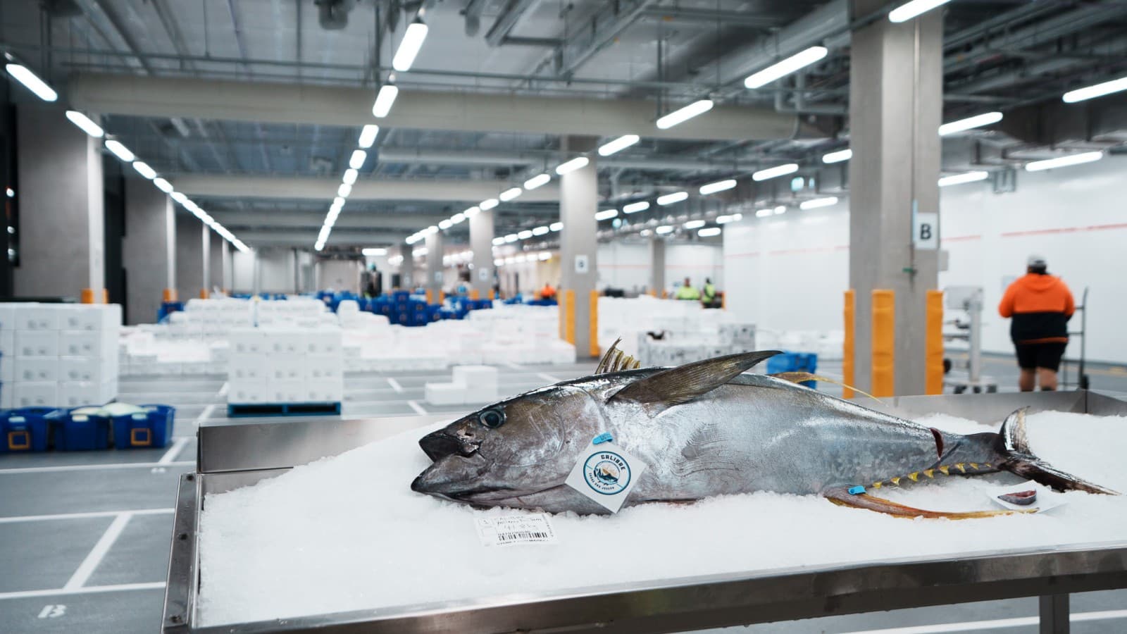 Between 50 and 60 tonnes of fish and seafood are processed and sold at the New Sydney Fish Market every day (© Grainger Films) Between 50 and 60 tonnes of fish and seafood are processed and sold at the New Sydney Fish Market every day (© Grainger Films)